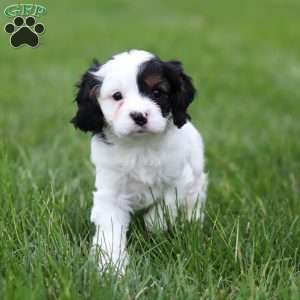 Macy, Cavapoo Puppy